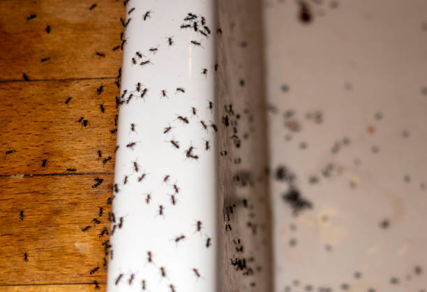 Best Mosquito Control Services  in Norton Shores, MI