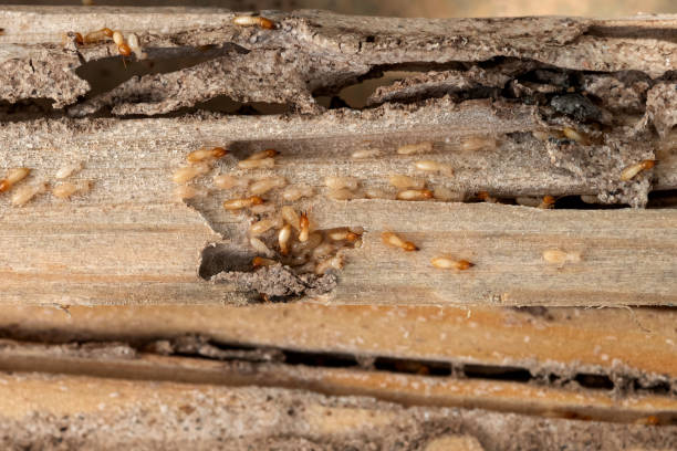 Best Commercial Pest Control Services  in Norton Shores, MI